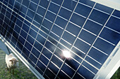 Solar panels for livestock water supply