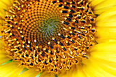 Sunflower (Helianthus annuus) blooming