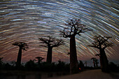 Stars over Baobab (Adansonia sp.) trees, Madagascar, long-exposure photograph