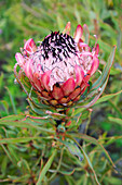 Protea pinita (Magnifica x Lonfifolia) flower