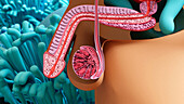Male reproductive system, illustration
