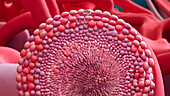 Sperm within seminiferous tubule, illustration