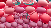 Stem cells dividing during sperm production, illustration