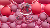 Sperm cell production, illustration