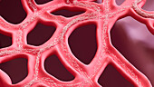 Sperm cells in seminiferous tubules, illustration