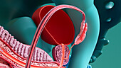 Sperm cells entering ejaculatory ducts, illustration