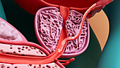 Ejaculate moving through the prostate, illustration
