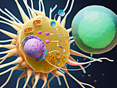 Self-amplifying mRNA vaccine, illustration