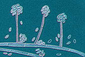 Acremonium mould fungus, illustration