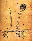 Lichtheimia corymbifera fungi, illustration