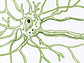 Motor neuron structure, illustration