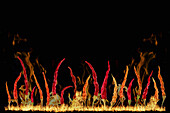 Chilischoten mit Flammen vor schwarzem Hintergrund