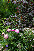 Pfingstrosen und Sternwolkenblume im sommerlichen Gartenbeet