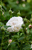 Blühende weiße Rose im Garten