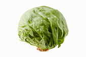 Iceberg lettuce against a white background