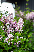 Flieder blühend im Frühlingsgarten