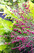 Besenginster (Cytisus scoparius) mit Blüten im Garten