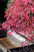 Roter Fächerahorn (Acer palmatum) im Pflanzkübel auf der Terrasse