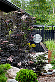 Japanese-inspired garden with black wooden fence and ornamental shrubbery