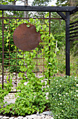 Trellis in the garden with climbing plants and metal ornament