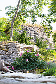 Rhododendron with pink flowers in front of a rock face in a summer garden