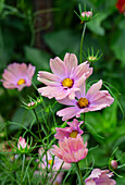 Rosa Schmuckkörbchen (Cosmos bipinnatus) im Sommergarten