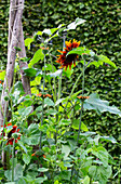 Leuchtende Sonnenblumen (Helianthus) vor grüner Hecke