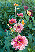 Dahlias and carnation root in a summer garden bed