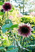 Two-coloured sunflowers (Helianthus) in the summer garden