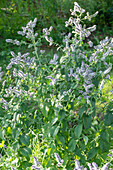 Apple mint (Mentha Suaveolens), flowering perennial in the garden