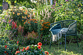 Seat between dahlia (Dahlia), butterfly bush, sunflower (Helenium), lamp cleaner grass in the summer garden