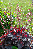 Purple bellflower (Heuchera), flowering in the border