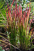 Japanisches Blutgras  'Red Baron’ (Imperata cylindrica) im Garten