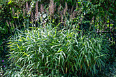 Shaggy ryegrass 'West Lake' (Spodiopogon sibiricus), greybeard grass in the garden