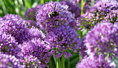 Ornamental leek 'Millenium' (Allium) with purple flowers and bumblebee