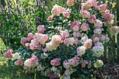 Panicle hydrangea (Hydrangea paniculata) and scented nettle (Agastache) in the bed