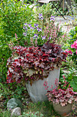 Purple bellflower (Heuchera) in a pot in the garden