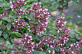 Purple eupatorium (Eupatorium), flowering perennial