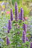 Scented nettle (Agastache rugosa), purple flowering candle