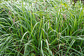 Hanging sedge (Carex) in the garden