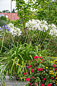 Schmucklilie (Agapanthus), weiß blühend im Topf auf der Terrasse