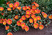 Portulaca (Portulaca grandiflora), red flowers in a flower bed