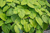 Mexican leaf pepper 'Joja Santa' (Piper auritum), perennial, portrait