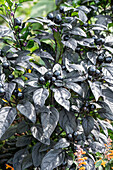 Chilli 'Black Pearl' (Capsicum Annuum), plant with berries