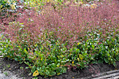 Earth ginseng (Panax ginseng), flowering plant in the garden bed