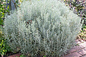 Curry herb (Helichrysum italicum), cushion perennial in the bed