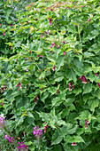 Pheasantberry 'Purple Rain' (Leycesteria formosa), caramel berry, flowering perennial in the border