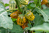 Aubergine 'Striped Toga' (Solanum aethiopicum) mit Früchten