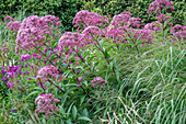 Water eupatorium (Eupatorium maculatum) flowering in the garden