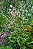 Candle knotweed 'White Eastfield' (Persicaria amplexicaulis)